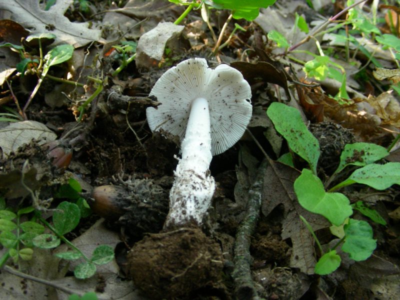 1) Fotografati  il 16.06.2012.sotto Quercia